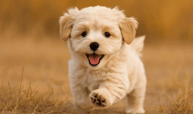 Adorable Maltipoo puppies playing happily together in a sunny garden