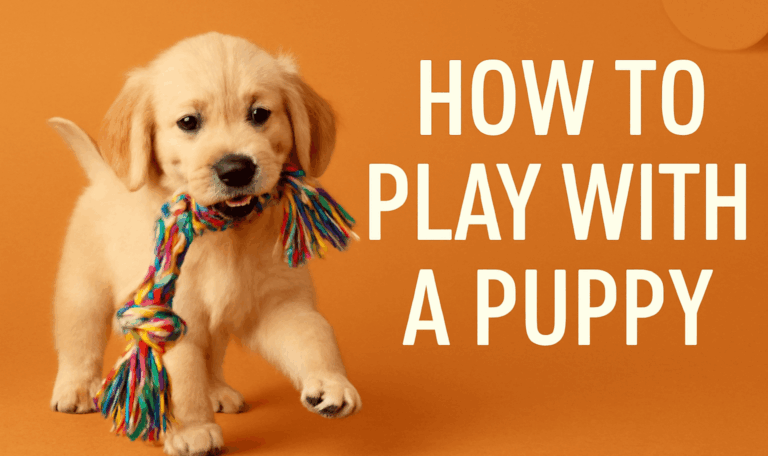 How to Play with a Puppy