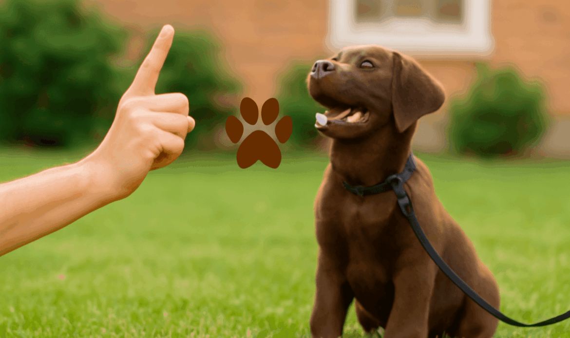 Owner showing how to train your puppy to sit​ during a backyard session